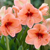 Amaryllis, Orange, single